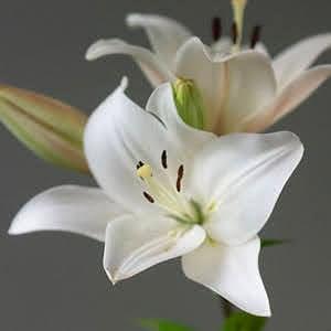 How to plant lilies in Spring