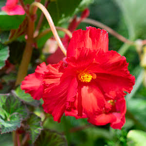 How to plant begonias
