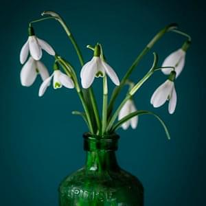 Winter flowering bulbs, colourful blooms for the coldest time of year