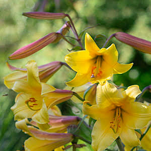 How to Plant Lilies in Autumn