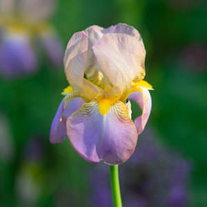 How to plant irises Germanica and irises Sibirica