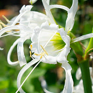 How to plant hymenocallises (spider lilies)