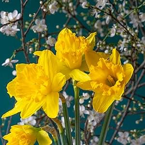 How to plant daffodils and narcissi
