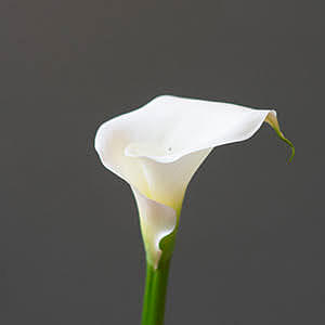 How to plant zantedeschias (calla lilies)