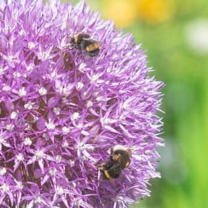 How to attract bees and other pollinators to your garden
