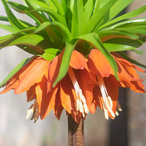 How to plant fritillaries imperialis