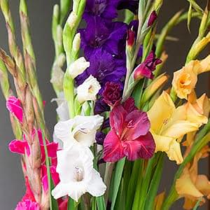 How to plant gladioli for summer