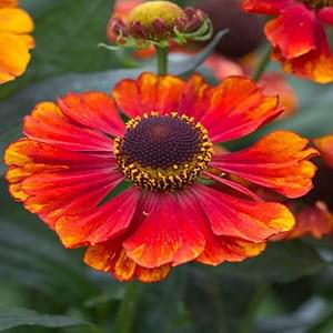 How to plant heleniums