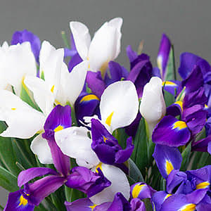 How to plant Dutch irises