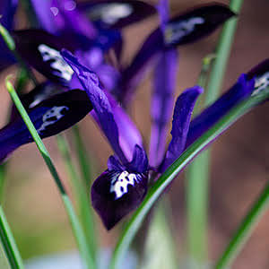 How to plant iris Reticulata and Specie iris