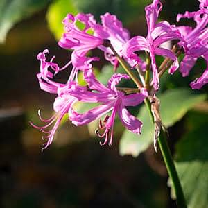 How to plant nerines