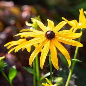 Our selection of the top perennial flowers for easy summer gardening