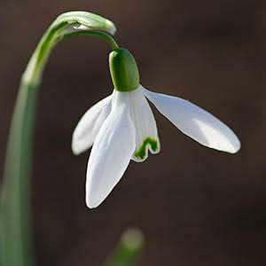 How to plant snowdrops