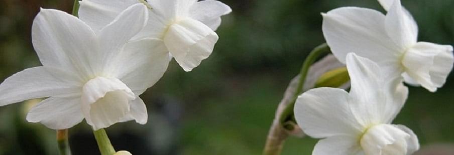 Narcissi (Indoor Flowering)