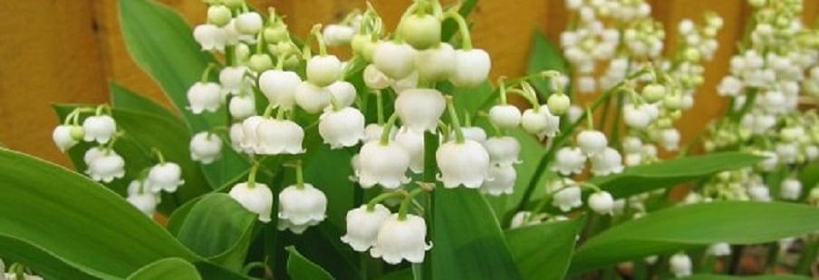 Convallaria (Lily of the Valley)