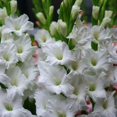 Gladiolus Tarantella Bulb
