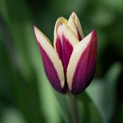 Tulip Chansonette