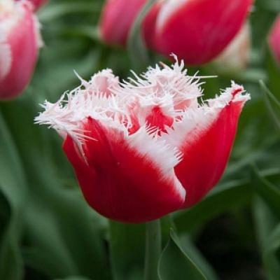 Tulip New Santa Bulb