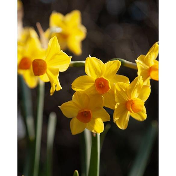 Indoor Flowering Narcissus Grand Soleil D'Or (Christmas Flowering) Bulb