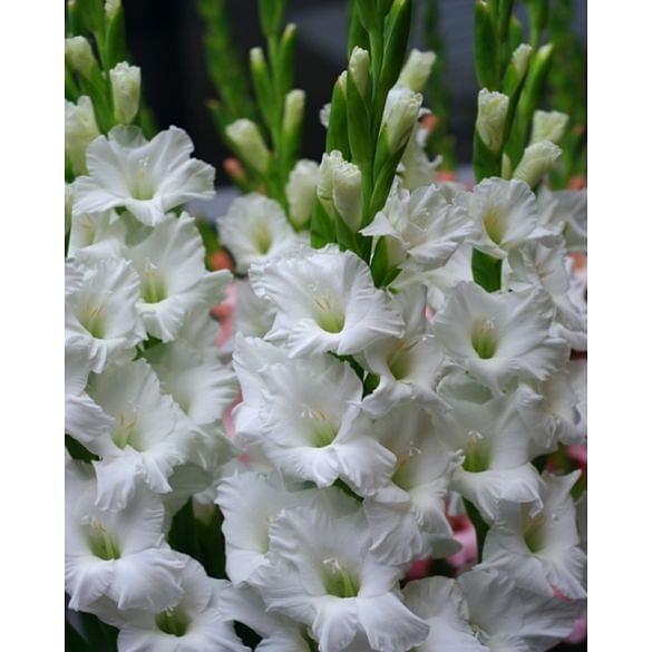 Gladiolus Tarantella Bulb