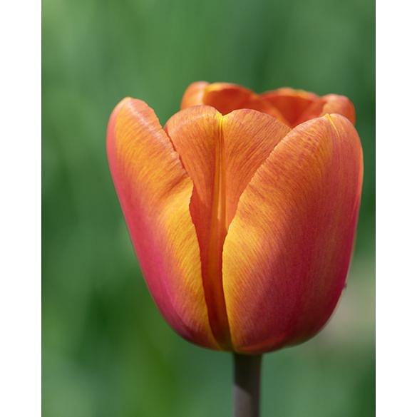 Tulip Brown Sugar