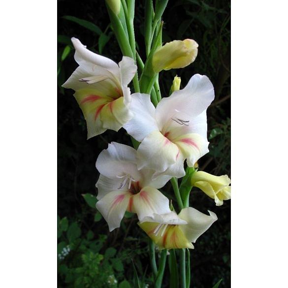 Gladiolus Halley Bulb