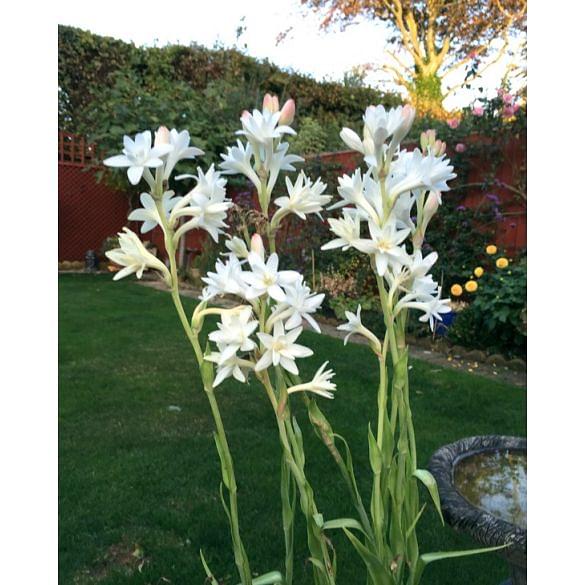 Polianthes Tuberosa (The Pearl)