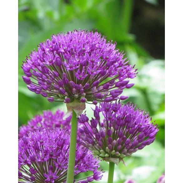 Allium Purple Sensation (Hollandicum) 12/14 cm