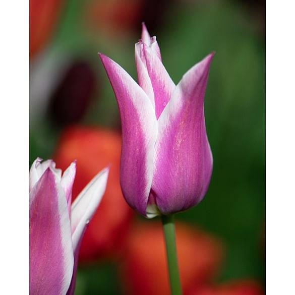 Tulip Ballade 