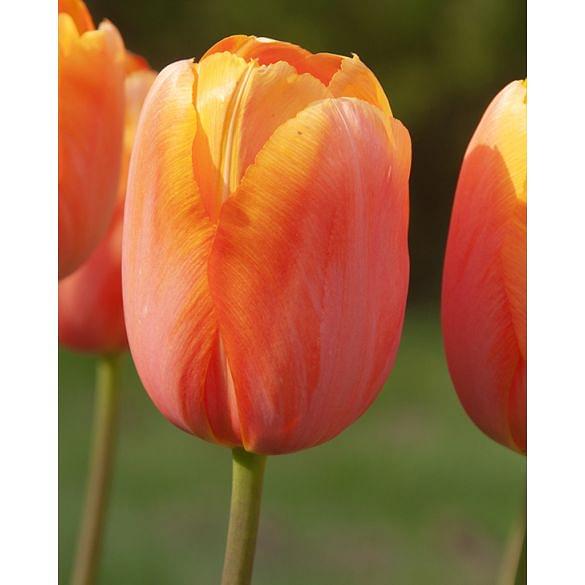 Tulip Dordogne Bulb