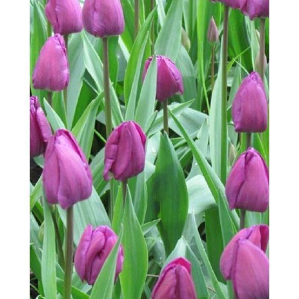 Tulip Negrita 11/12 cm Bulb