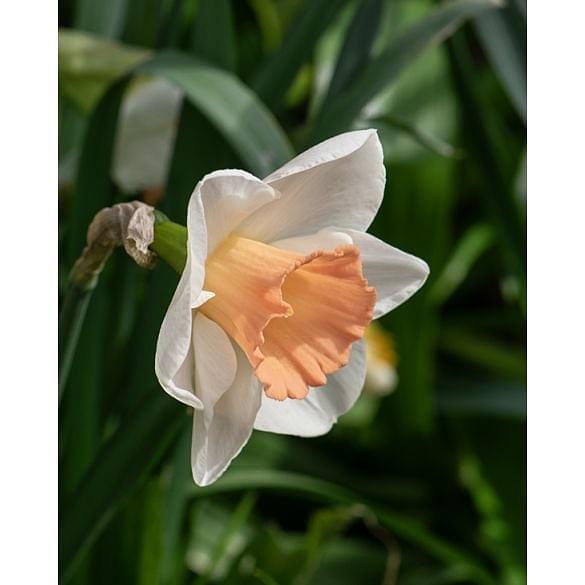 Narcissus Peaches and Cream