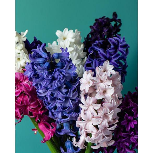 Hyacinth Mixture 