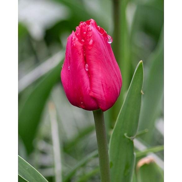 Tulip Ile de France
