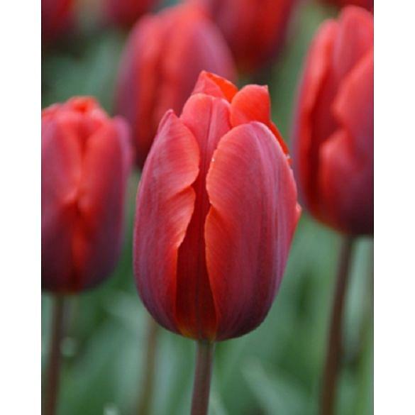 Tulip Couleur Cardinal Bulb