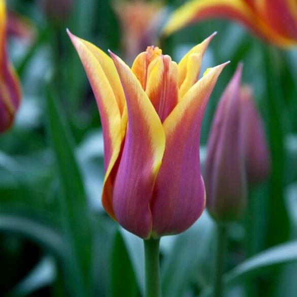Tulip Sonnet