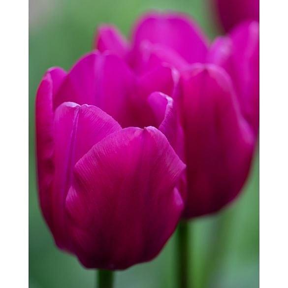 Tulip Pink Ardour
