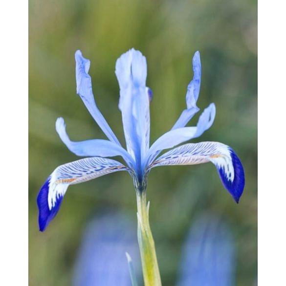 Iris Reticulata Clairette Bulb