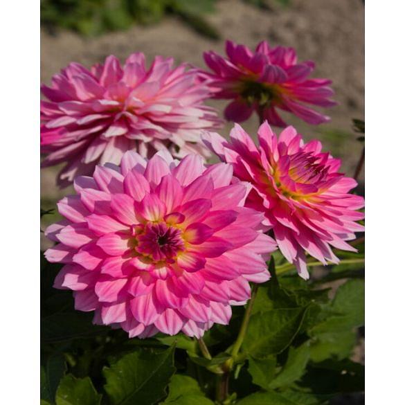 Dahlia Gallery Bellini ® from Peter Nyssen flower bulbs and plants