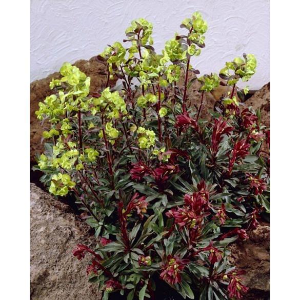 Euphorbia Purpurea
