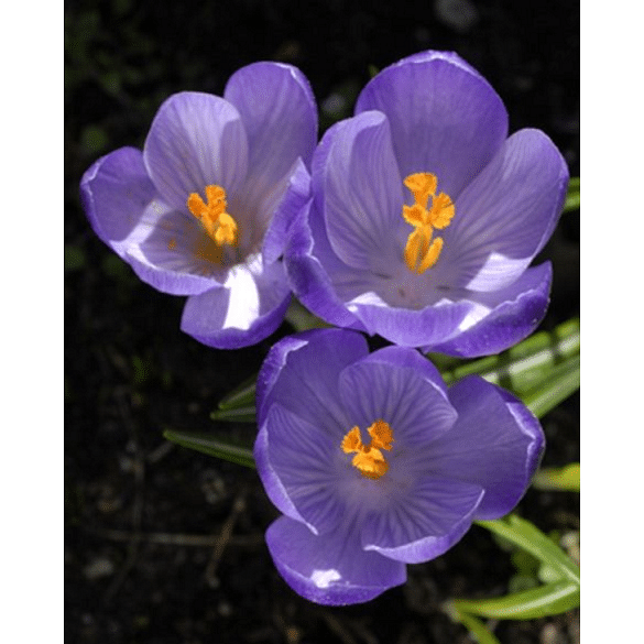 Crocus Tommasinianus Lilac Beauty