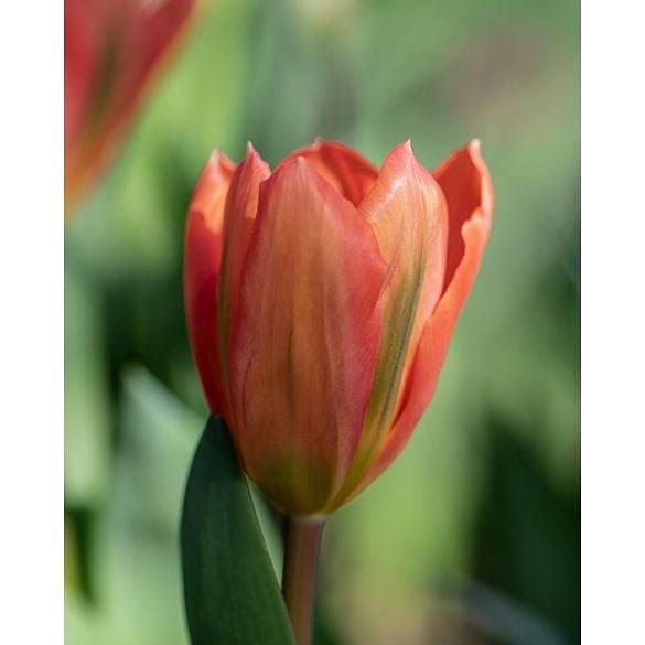 Tulip Apricot Emperor