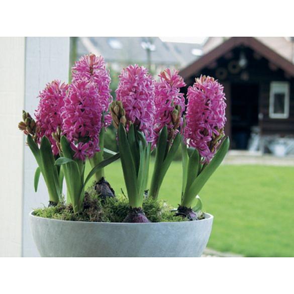 Prepared Hyacinth Pink Pearl Bulb