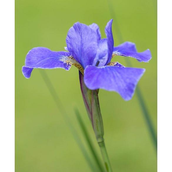 Iris Sibirica Silver Edge Bulb