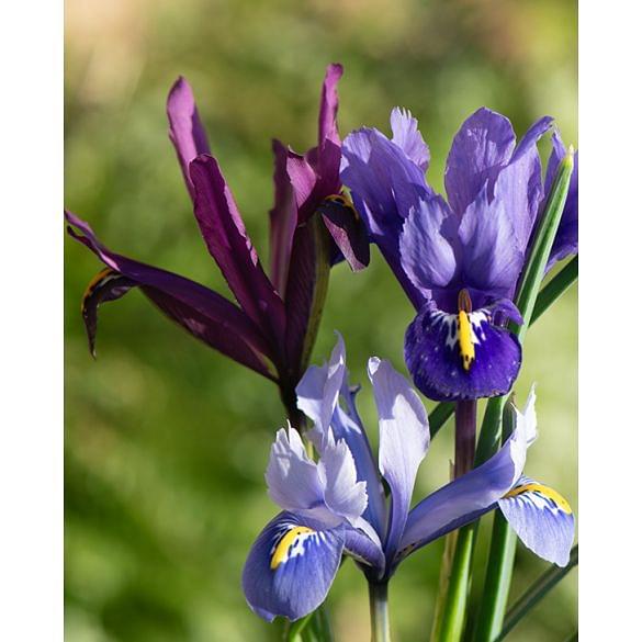 Iris Reticulata Species Mixture Bulb