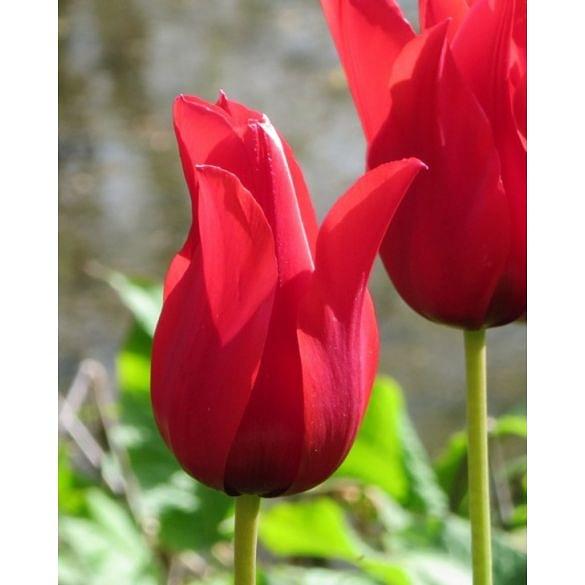 Tulip Pretty Woman Bulb