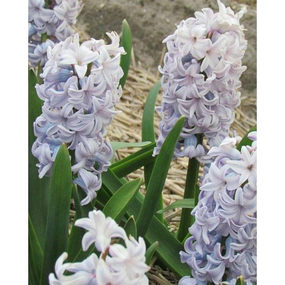 Hyacinth City of Bradford Bulb