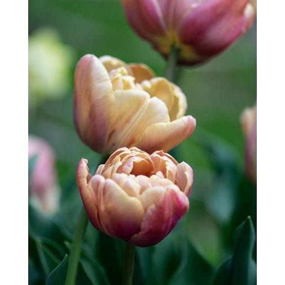 Tulip La Belle Epoque