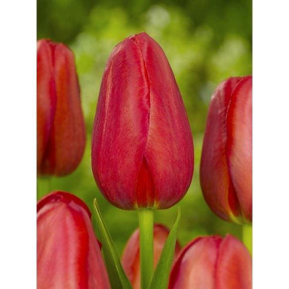 Tulip Sky High Scarlet ®