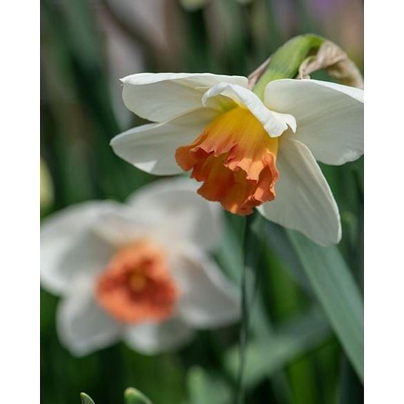 Narcissus Cool Flame